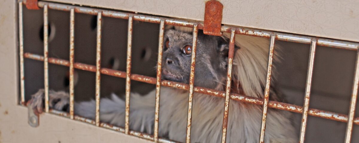 Monkey looks out of transport crate