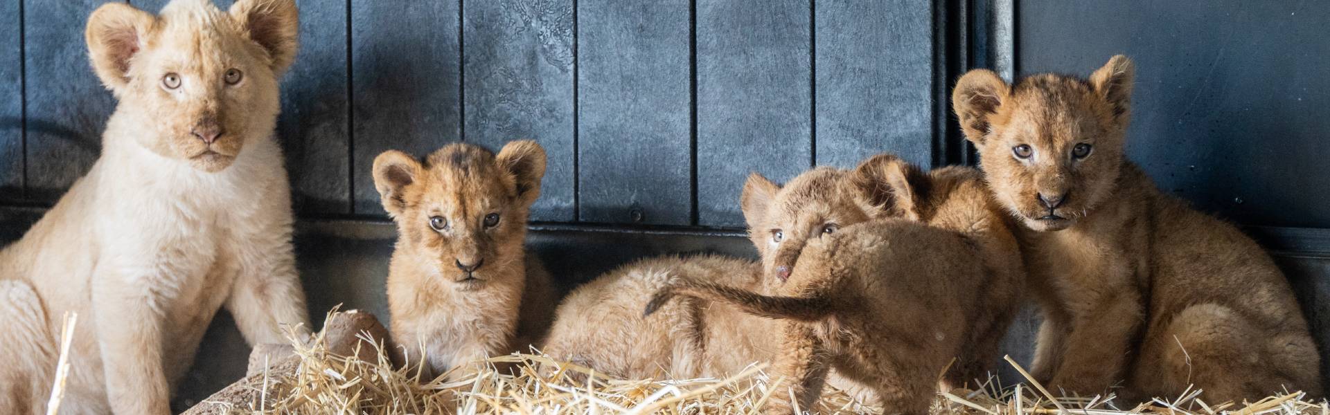 Follow the recovery of rescued lions with ‘cub cam’ - AAP English