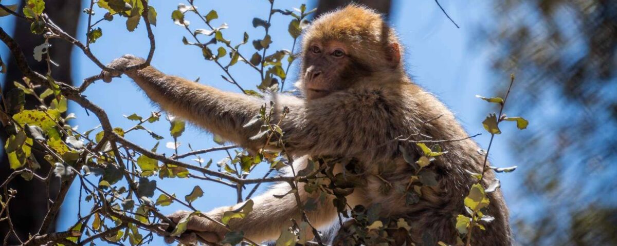 Barbary macaque