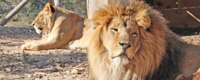 Two lions on the ground