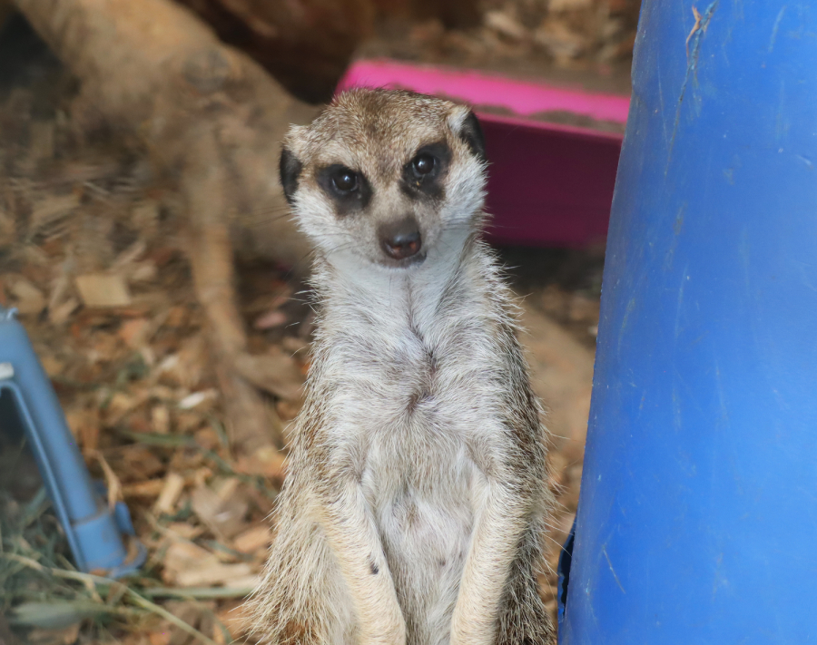 Suricate standing besides a blue barrel.