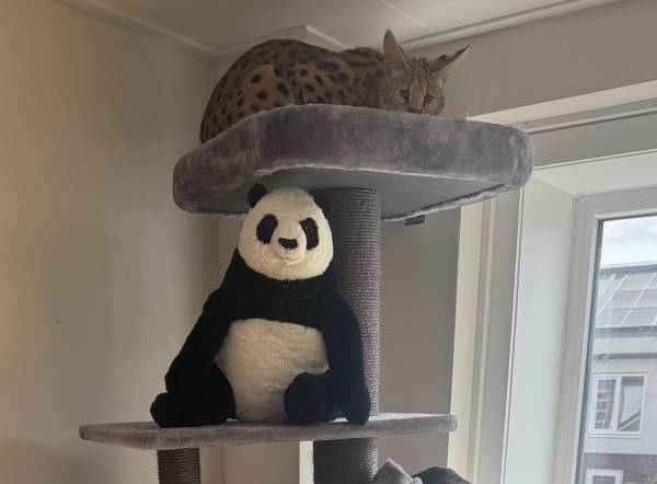 Serval on top of a cat tower.