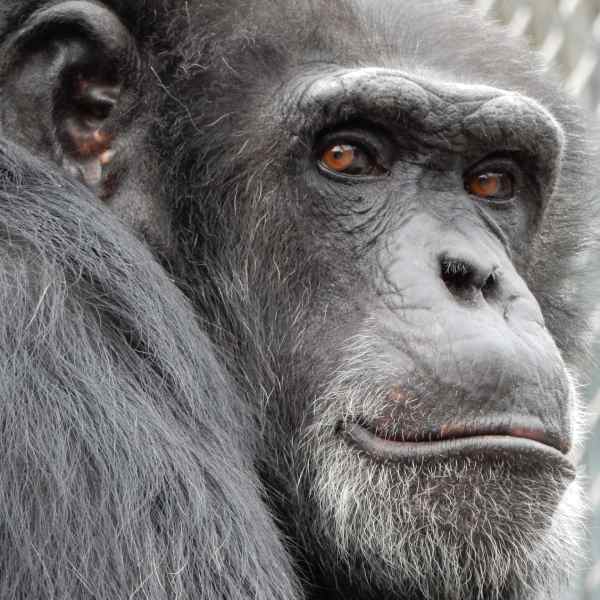 Up close portrait of a chimpanzee