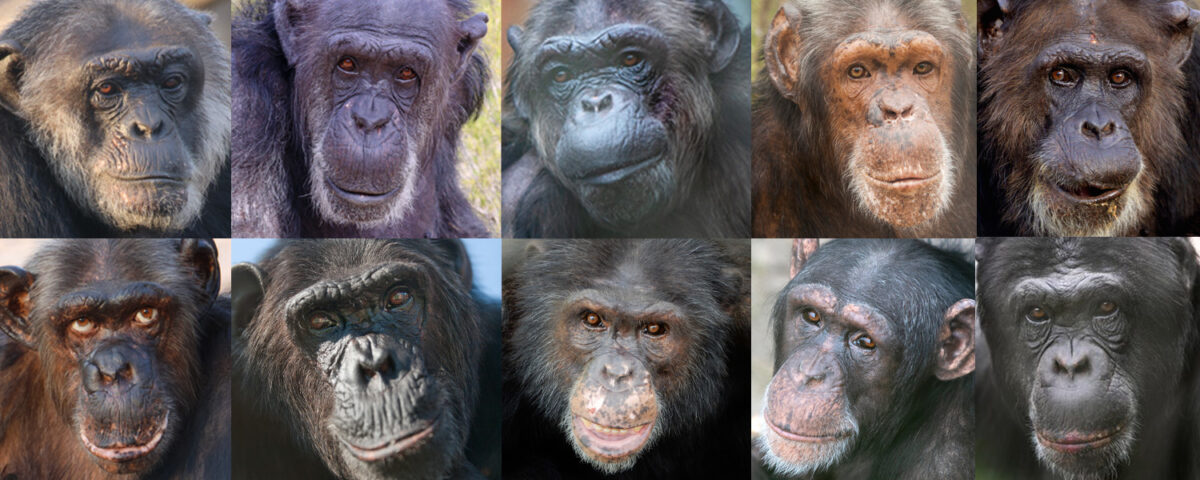 Collage of chimpanzees