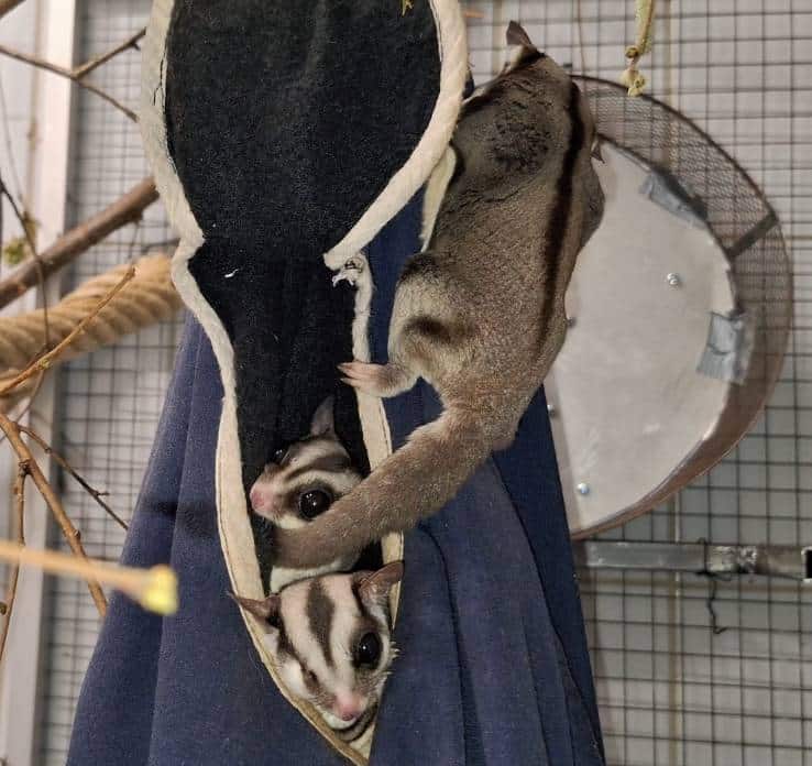 Three sugar gliders in a hammock