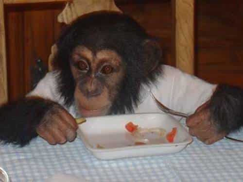 Chimpanzee dressed in clothes and eating at a table