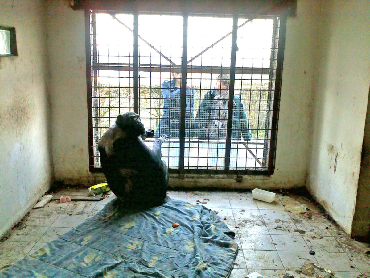 Chimpanzee sitting in a small room on a blanket.