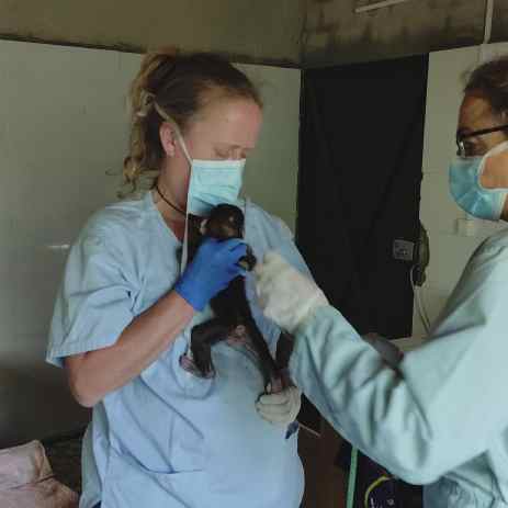 Woman in a surgical mask holding a baby Barbary macaque