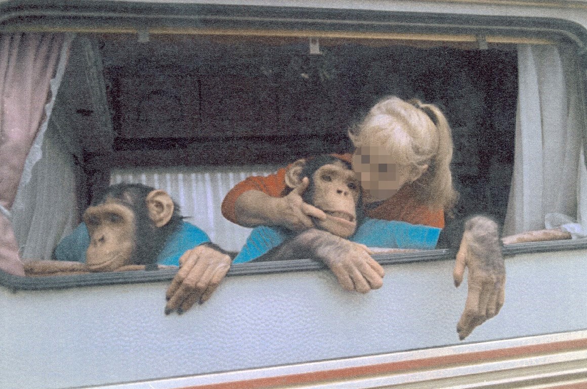 Two chimpanzees look out of a caravan window, together with a woman that hugs one of the chimpanzees.