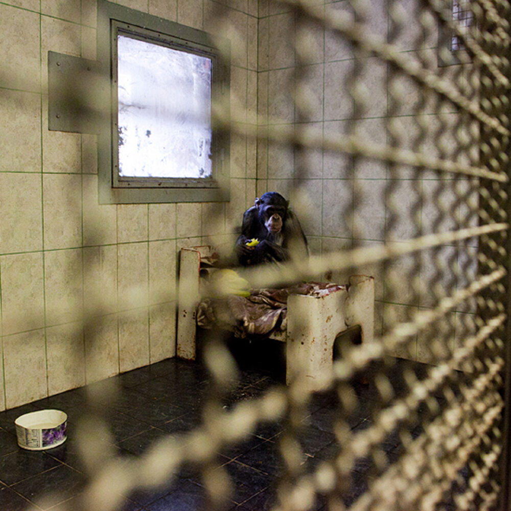 Chimpanzee behind bars.