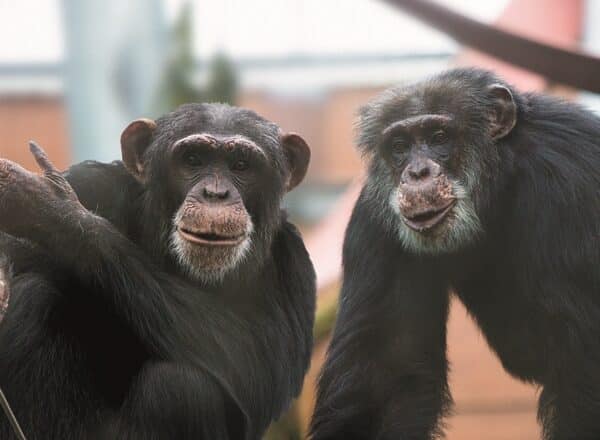 Two chimpanzees