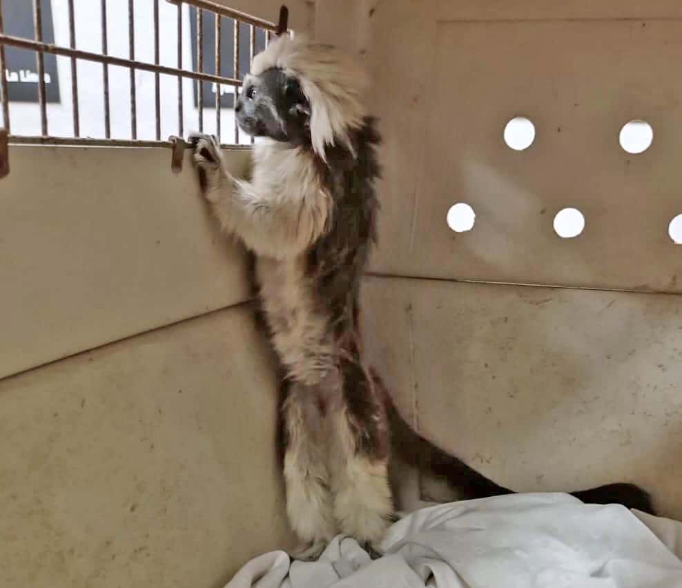Monkey looks out of a transport crate