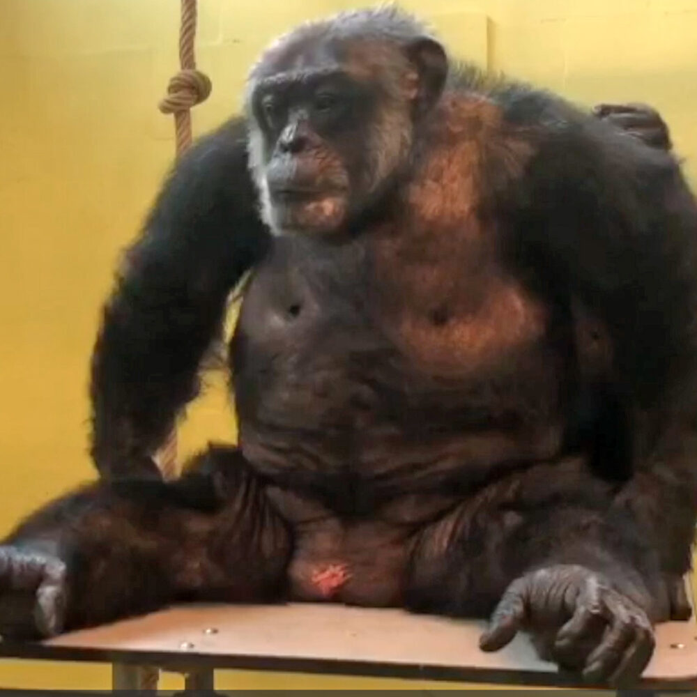 Chimpanzee sitting on a platform