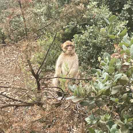 Barbary macaque in a tree