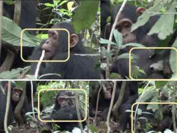A compilation of photos showing a chimpanzee applying leaves to a wound.
