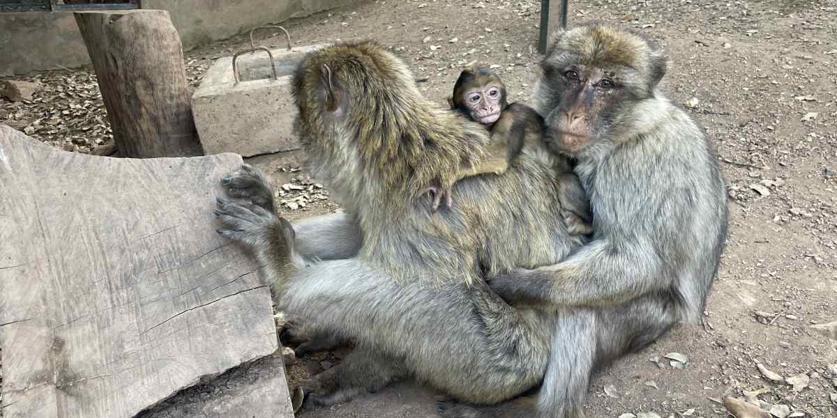 Three Barbary macaques
