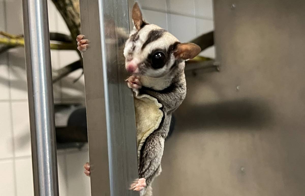 Sugar glider on a pole