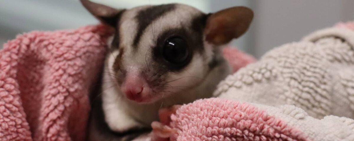 Sugar glider in a towel