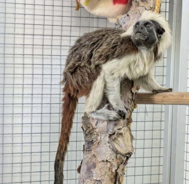 Monkey on a tree branche