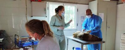 Three veterinarians stand around a table with a Barbary macaque