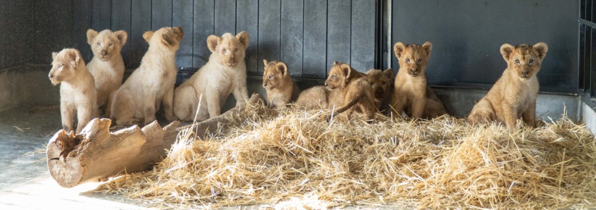 Nine lion cubs