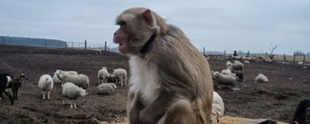 Primate on a fence with sheep in the background