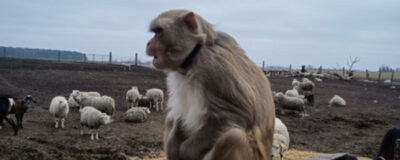 Primate on a fence with sheep in the background