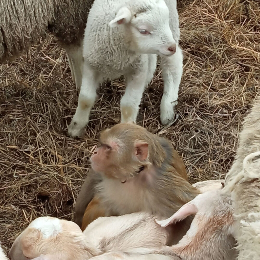 Primate between sheep