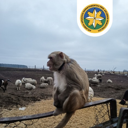 primate sitting on a fence with sheep in the background