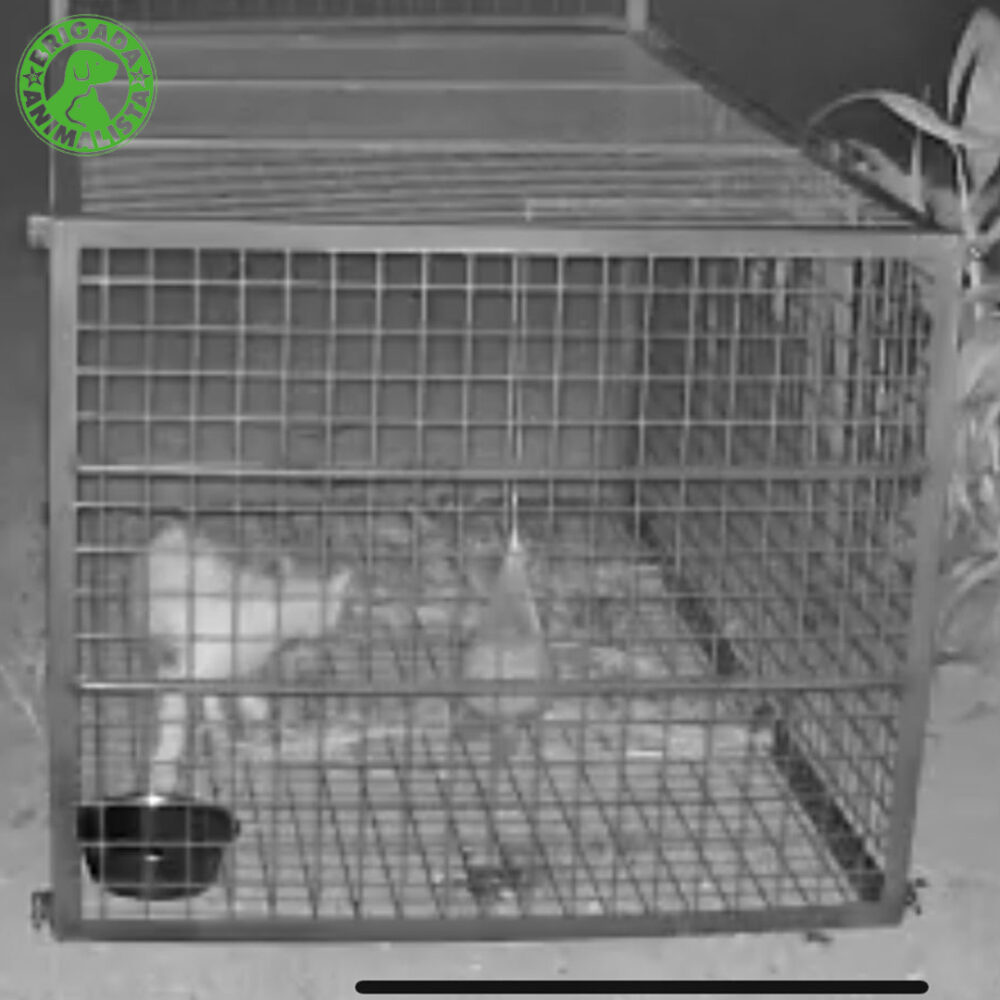 Night vision of a cage with a caracal
