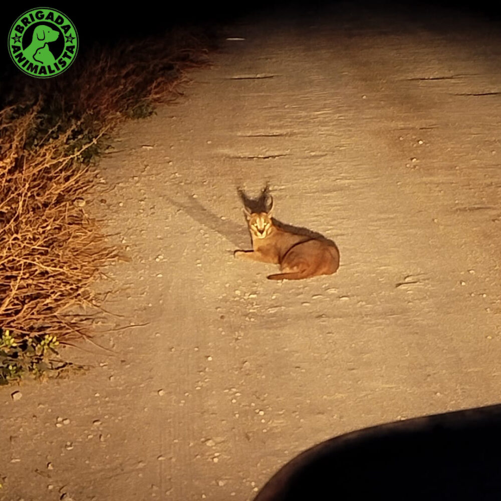 Caracal lying on a road.