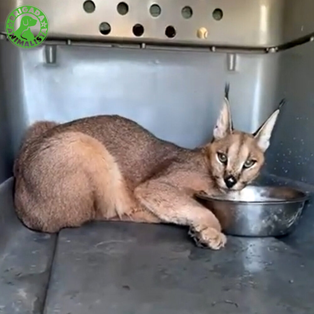 Caracal in a transport cage