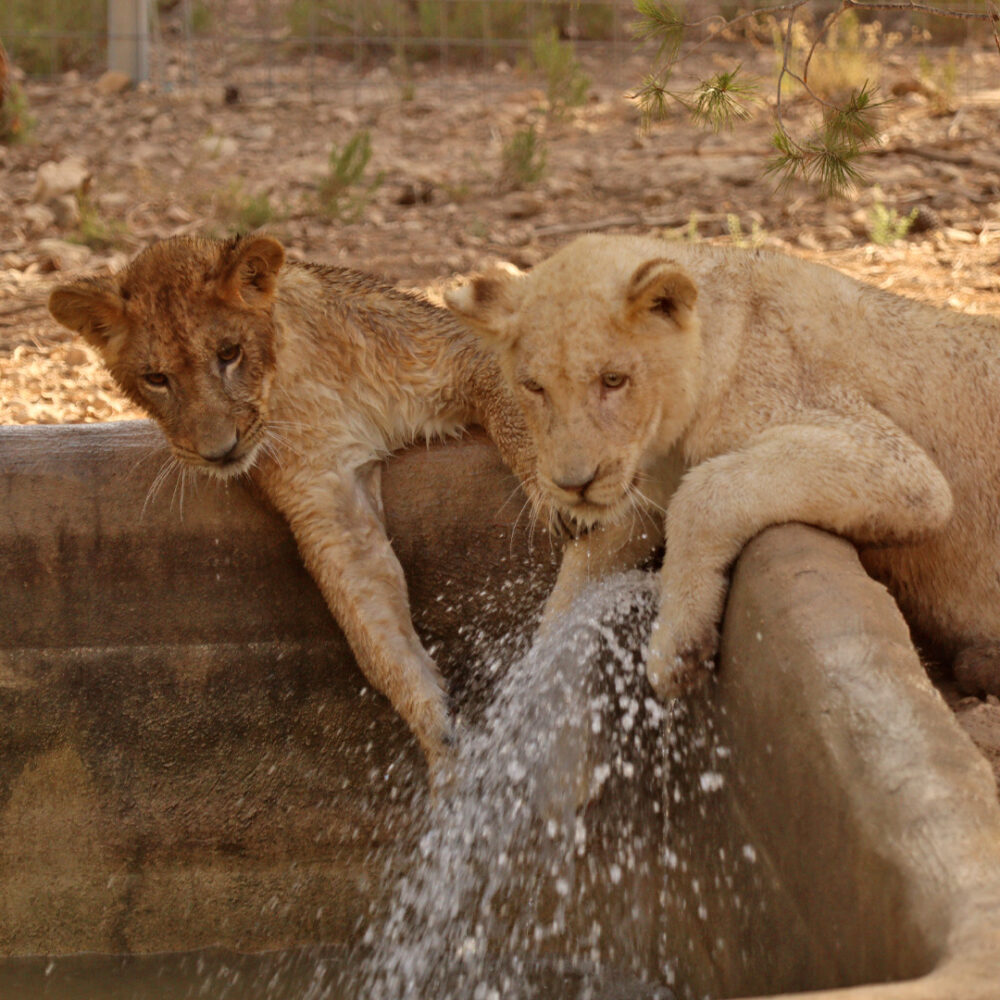 Two lion cubs playing with water.