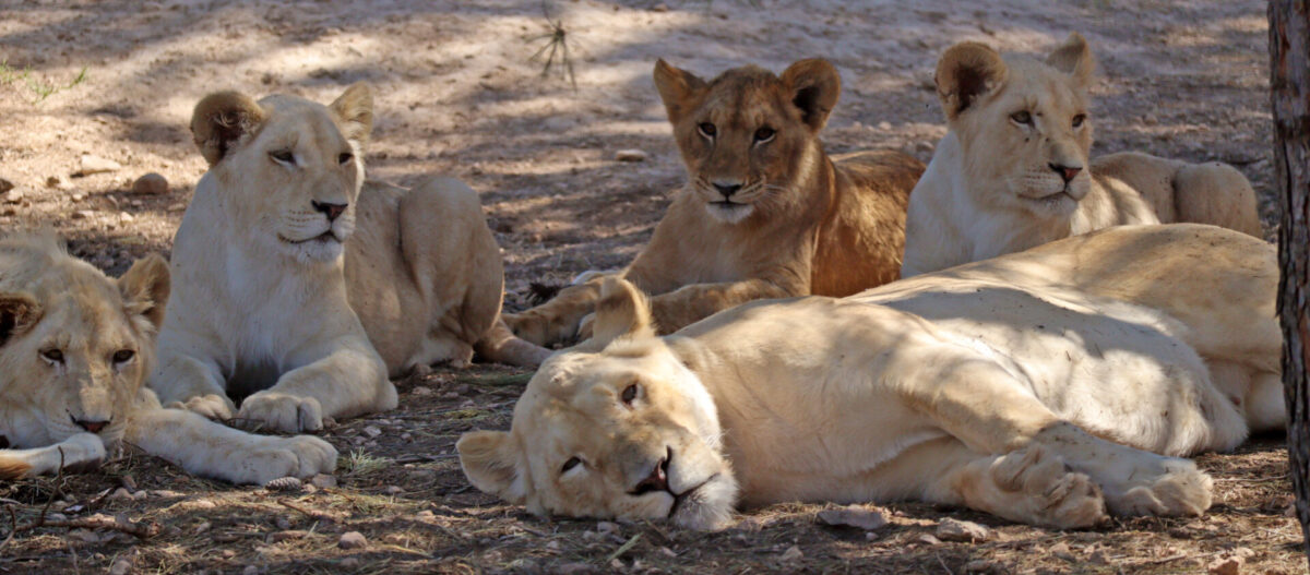 Group of lions lying down