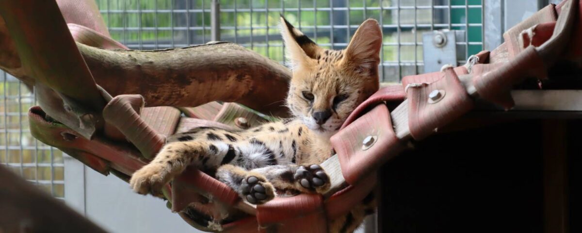 Serval in a hammock
