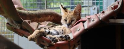 Serval in a hammock