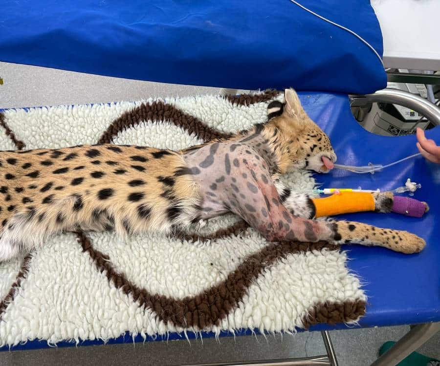 Serval on a surgery table