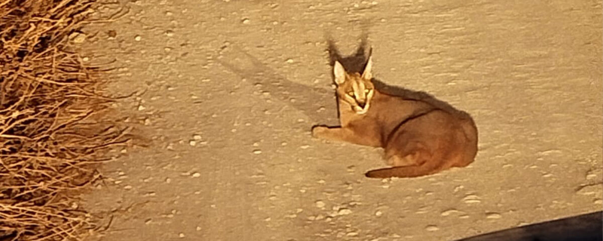 Caracal lies on the road