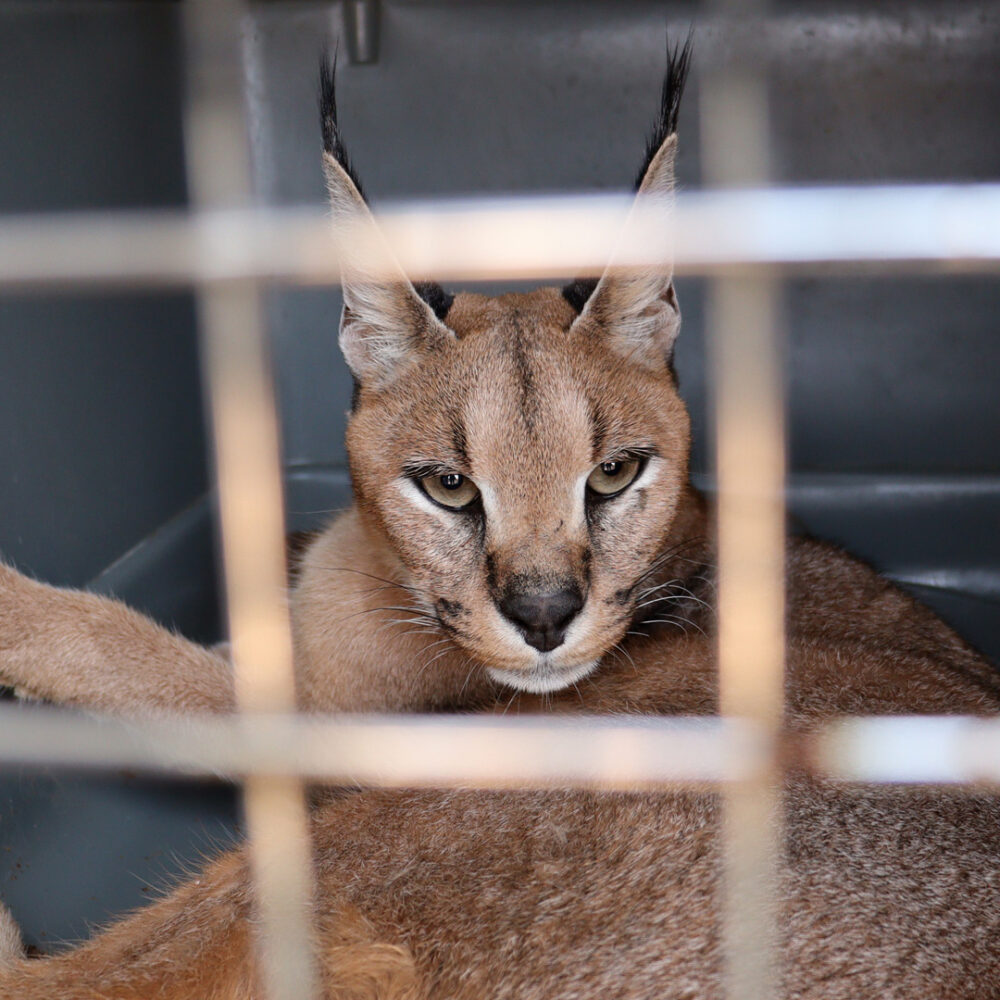 Caracal