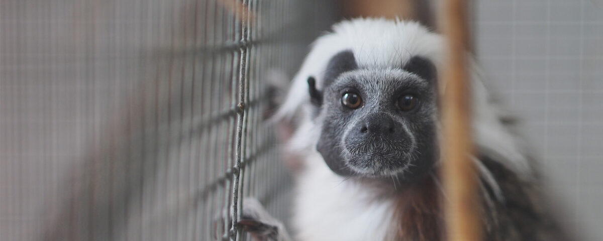 Cotton-top tamarin monkey