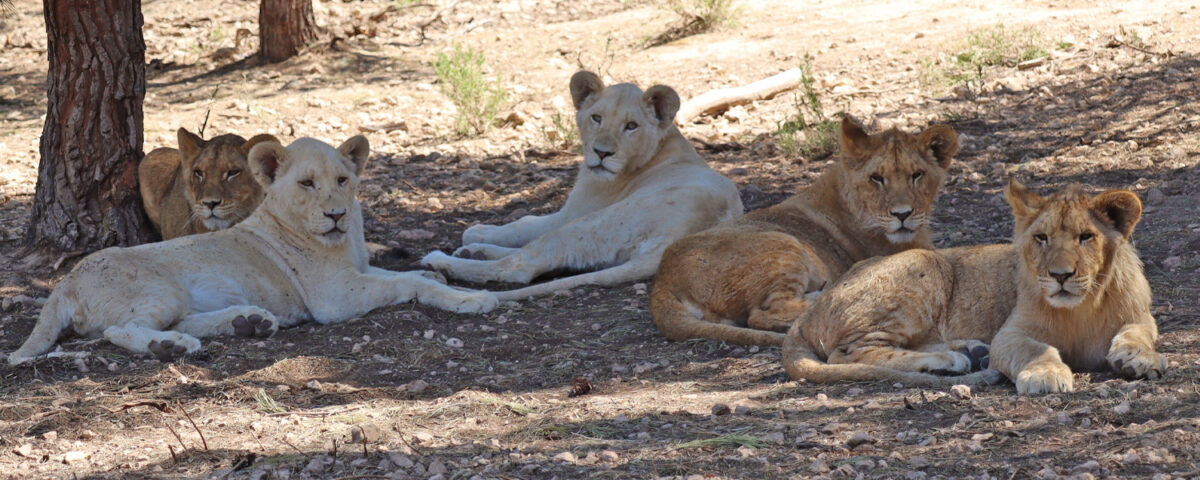 Group of lions lying down