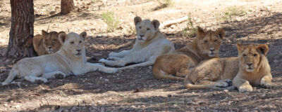 Group of lions lying down