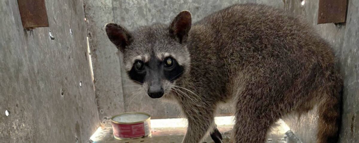 Crab-eating raccoon in a transport crate