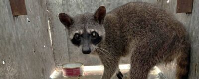 Crab-eating raccoon in a transport crate