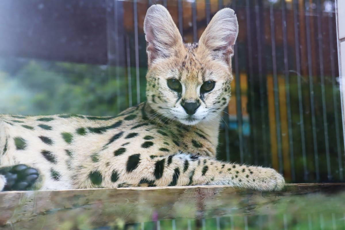 Serval