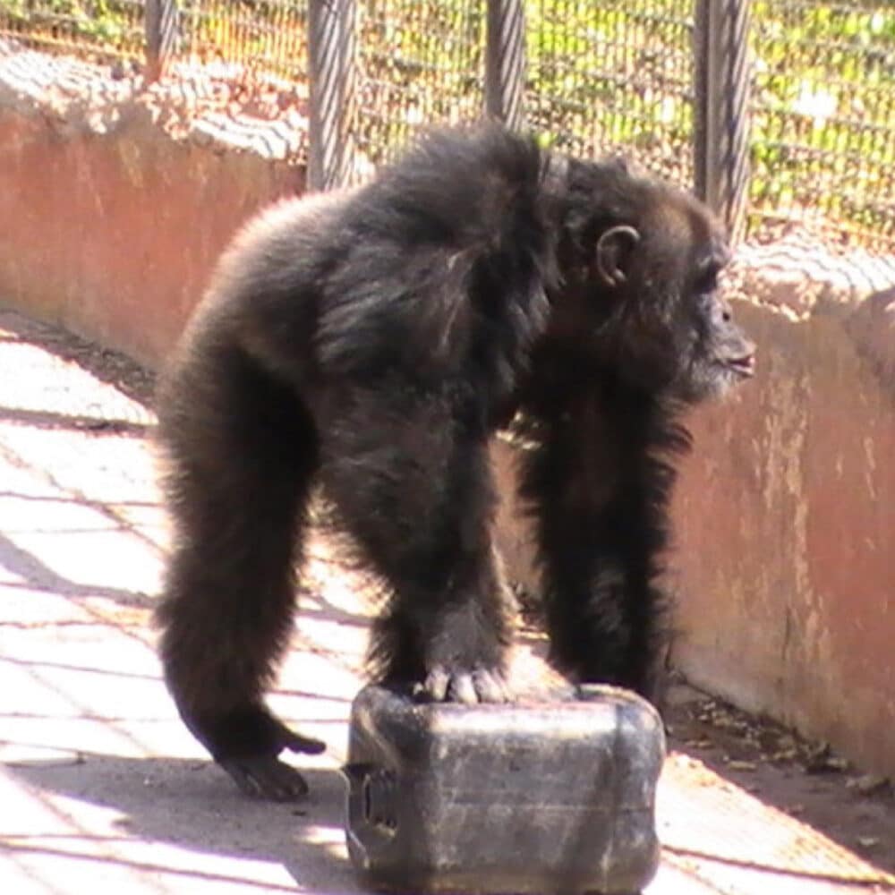 Chimpanzee near wall