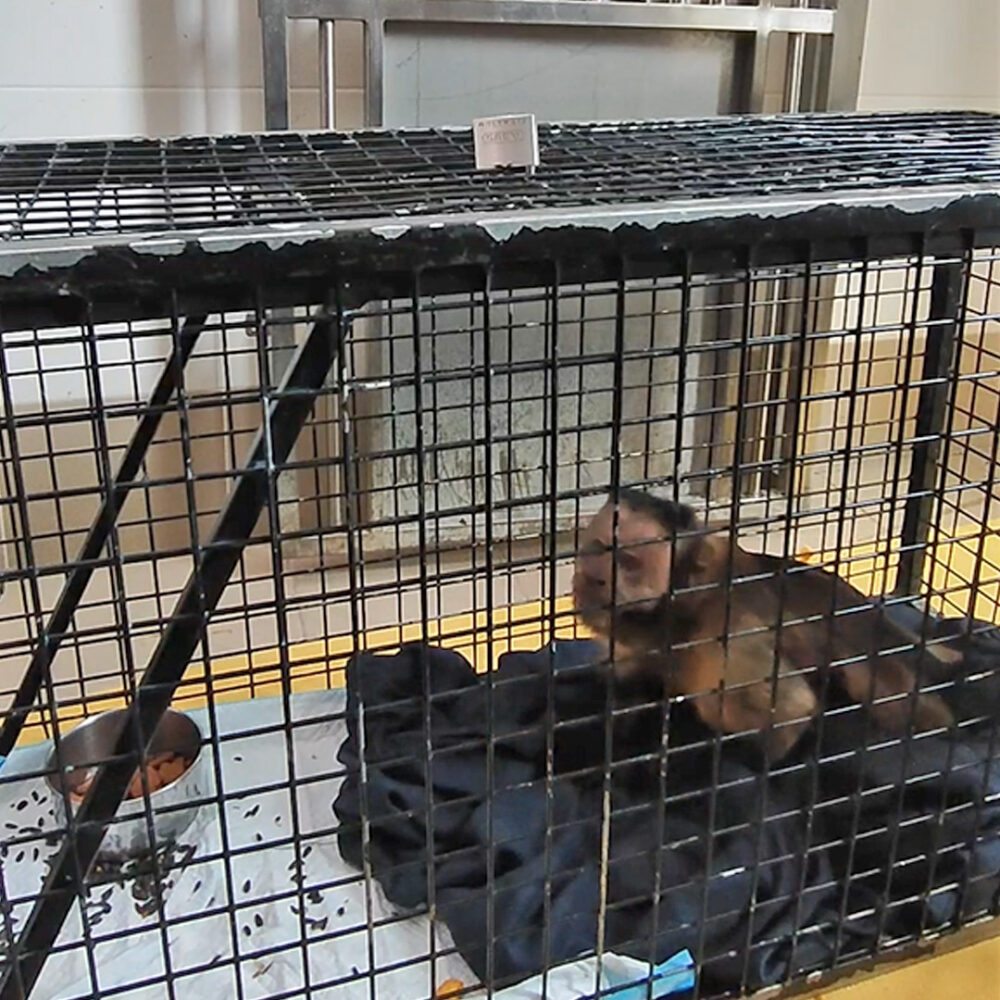 Black-capped capuchin Capitán in a small enclosure.