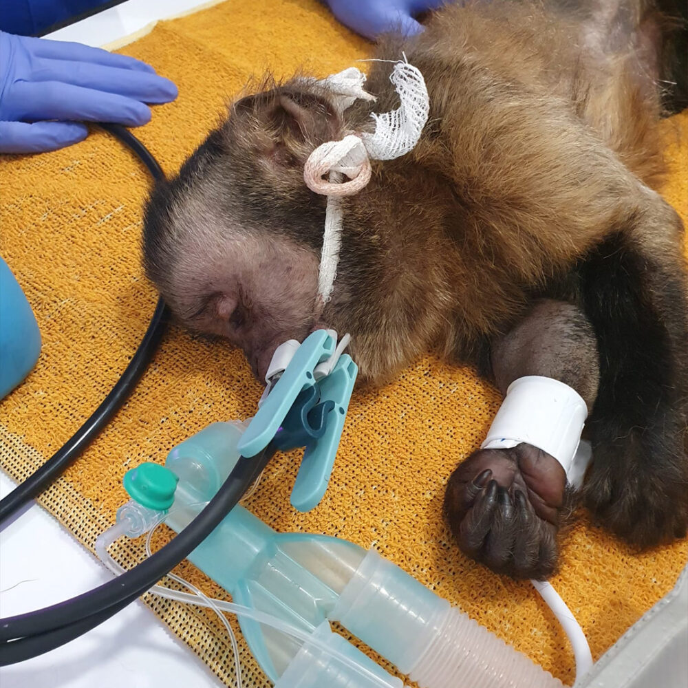 Black-capped capuchin on the operating table.