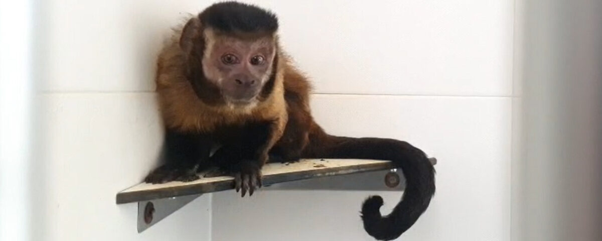 Black-capped capuchin monkey sitting on a shelf