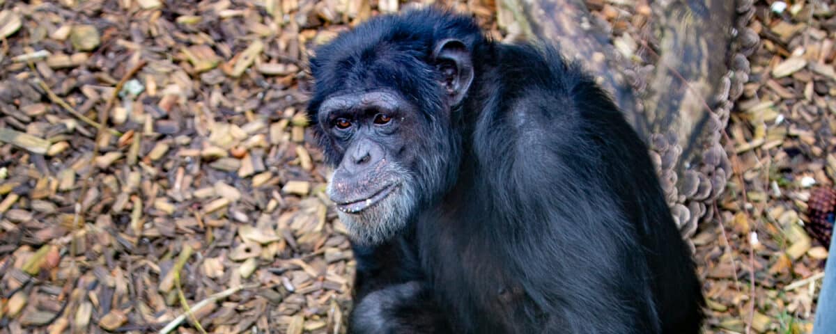 Chimpanzee